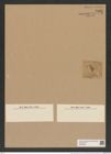 Triceratium radiatum Brightw. (de-Toni-Nr.: Genus 140, Species 3908) Zeichnungen Sammlung Grunow Nr. 7393 (NHMW-BOT-W0376464)